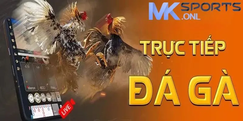 Đá Gà MKSPORT - Thiên Đường Cá Cược Đẳng Cấp Thị Trường Việt Nam 1 Đặc điểm cơ bản của sảnh đá gà MKSPORT